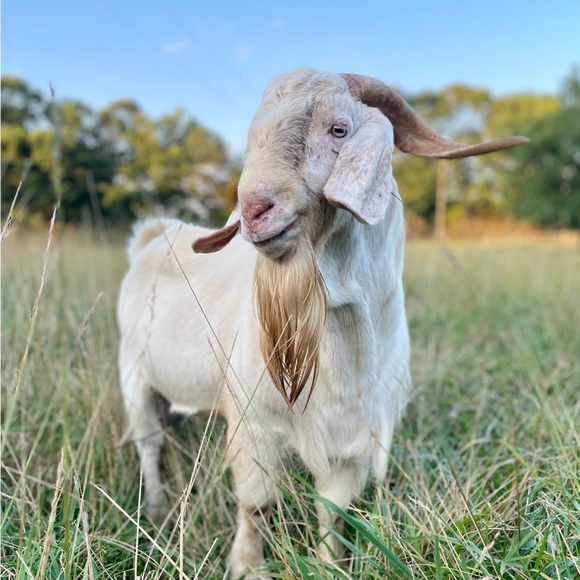 Meet your Posher, the Old Goat - Picture 4 of 13